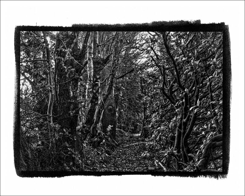 Wood Ally UK BW